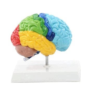 Dešiniojo Pusrutulio Smegenų Žmogaus Kūno Modelis 1:1, Studentų Mokymo Studijų Modelio Surinkimas