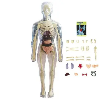 Žaislai Interaktyvus Žmogaus Kūną 3D Kūno Organų Modelis Tikroviškos Soft Žmogaus Kūno Anatomijos Modelis Švietimo Žaislai Nuimamas Organų Kaulų